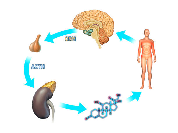 How Metabolism Works Scientifically